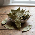 Bay Leaf Laurel Trees, Sweet Bay Leaf Plants, Laurus Nobilis Indoor Outdoor Planting 8-10 Inches