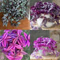 02 Wandering Jew Plants Live Houseplants, Starter Plants in 2in Pot, Tradescantia Live Plant, Very Fast-Growing, Mix Pink and Purple
