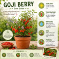 Red Goji Berry Plant Live, Red Berry Fruit Tree, 2-3 Ft Tall
