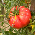 Tomato Plant Live 4 Inch Pot, Small Fruit Tomato Plant for Raised Beds, Patio Containers or Outdoor Growing, 4-6 Inches (Beefsteak Tomato)