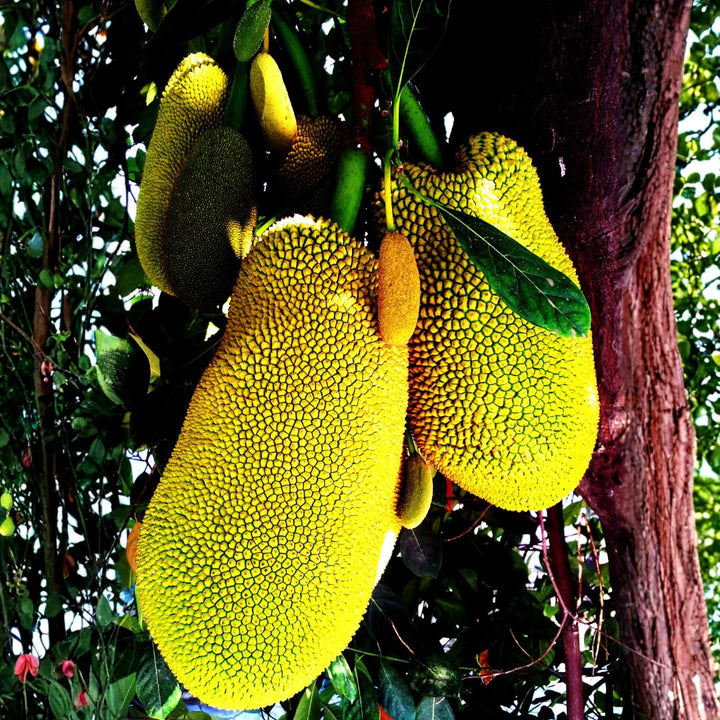 1 Year Old Jackfruit Tree Live Plant in Pot, 8-14" in Tall, Yellow Sweet Jackfruit Tropical Fruit Trees for Outdoor Planting
