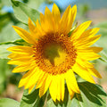 Yellow Sunflower Live Plant in 4" Pot - 4-6 Inch Tall