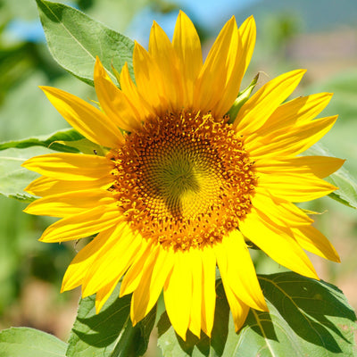 Yellow Sunflower Live Plant in 4" Pot - 4-6 Inch Tall