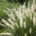 2 White Fountain Grass Plants Live for Planting, Ornamental Grass Perennial Garden, 5-9 Inch Tall
