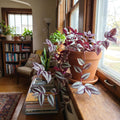 Wandering Jew Plant in 2'' Pot, Tradescantia Plant Live, Tradescantia Trailing Vine, Fast-Growing Indoor Houseplant (Purple Tradescantia Zebrina)
