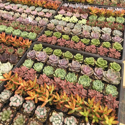 6 Pack Live Succulent Plants Assorted Potted Succulents Plants Live House Plants Succulent Plants Live Houseplants with Soil, No Pot