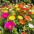 4 Portulaca Plants Live, Moss Rose Flower Plant for Outdoor Garden, Ground Cover Plant for Patio Containers, Borders or Landscape 4-7 Inches (Assorted)
