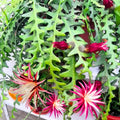 Fishbone Cactus Plants Live for Hanging Basket, Medium Size 4" Pot, Houseplants Epiphyllum Plant, RIC Rac Cactus Plants Live, Pink White Blooms
