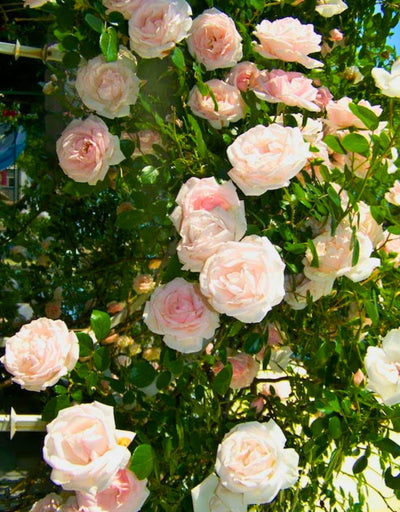 Pink New Dawn Climbing Rose Live Plant, Can Grow As Rose Bushes Shrubs, Fragrant Ready to Plant, Starter Size, 5 to 10 Inc Tall, Dormant in Winter