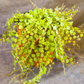 String of Turtles Live Plant, Live String of Turtles Plant, Succulents Plant Live String of Turtles, Live Plant Indoor String of Turtles, Vine Plant for Houseplant (4 Inch Potted)