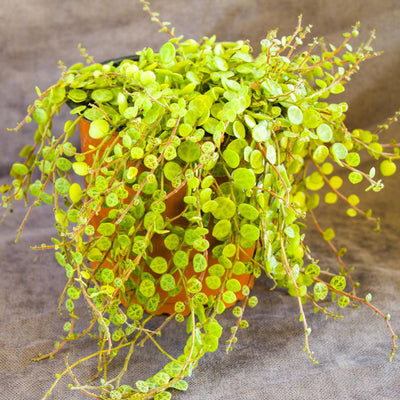 String of Turtles Live Plant, Live String of Turtles Plant, Succulents Plant Live String of Turtles, Live Plant Indoor String of Turtles, Vine Plant for Houseplant (4 Inch Potted)