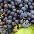 Grape Plant Live Potted, Fruit Vine Starter Plant 5-8 Inches, Hardy Climbing Seedless Grape Vine for Backyard Garden or Trellis (Purple Grape)