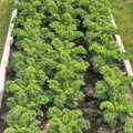 Kale Plants Live in 4 Inch Pot, Kale Seedling from 3 to 5 Inches Tall, Well Rooted, Hardy Vegetable for Outdoor Planting, 3 Plants Per Pot