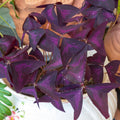 Purple Shamrock Plant in 4 Inch Pot - Purple Oxalis Triangularis Houseplant, Decorative Indoor Foliage Plants - Easy Care Oxalis Plant for Garden