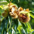 Chestnut Tree Live Plant, Shade Nut Tree, 1-2 Ft Tall