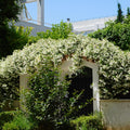Live Star Jasmine Plant, White Star Jasmine Plant, Perennial White Flower Live Vine Starter Plants, 4 to 6 Inch Fragrant Flower Plants Indoor Outdoor Garden