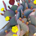 Purple Prickly Pear Cactus Plant Live, 3 Inc Pot, Prickly Pear Cactus Live Plant, 3 to 5 Inc Tall, Hardy Succulent Plants Garden