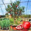 Pomegranate Tree Live Plant, Starter Size 1 Year Old Seedling in 4" Pot, Sweet Pomegranate for Indoor Outdoor Spring Planting
