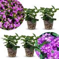 2 Purple Lantana Plants Live Trees, Ready to Bloom, Hardy Long Blooming Seasons, Vibrant Colorful Perennial Fragrant, 5-10" in Tall, Full Sun Growing
