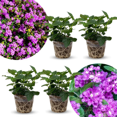 2 Purple Lantana Plants Live Trees, Ready to Bloom, Hardy Long Blooming Seasons, Vibrant Colorful Perennial Fragrant, 5-10" in Tall, Full Sun Growing