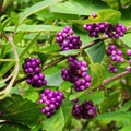 Beautyberry Tree Live Plant, Live Purple Beauty Berry Shrub in 4'' Pot, Outdoor Purple Berry Landscape Plant