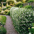 Blooming Jasmine Plant Live, Star Jasmine Live Plant 5 to 7 Inc Tall White Flower Plants