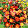 Golden Orange Yellow Roses Plant Live, Multi Color Blooms Rose Bushes Shrubs Live Plant, Orange Gold Rose for Planting, Starter Size, 4 to 10 Inc Tall
