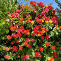 Random Climbing Rose Live Plant, Can Grow As Rose Bushes Shrubs, Fragrant Ready to Plant, Starter Size, 5 to 10 Inc Tall, Dormant in Winter