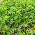 Pecan Tree Live Plant, Outdoor Garden Nut Tree, 1-1.5 Ft Tall
