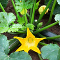 2 Zucchini Plants Live 4'' Pot, Green Squash Vegetable Plant for Garden, Zucchini for Raised Beds, Containers or Outdoor Growing, 2 Plants per Pot