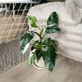 Philodendron Plant in 4 Inch Pot, Tropical Indoor Houseplant, Easy Care Foliage Plant for Home, Office, or Patio (White Variegated Philodendron)