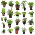 Set of 4 Assorted Herb Plants, 3-6 Inch Live Fragrant Herbs for Garden, Kitchen - Rosemary, Mint, Oregano, Basil, Lavender and More, Herb Bare Roots, Easy to Care