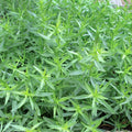 Set 3 French Tarragon Plants, 2-5 Inch Tall Tarragon Starter Plants, Live Herbs Plant for Garden