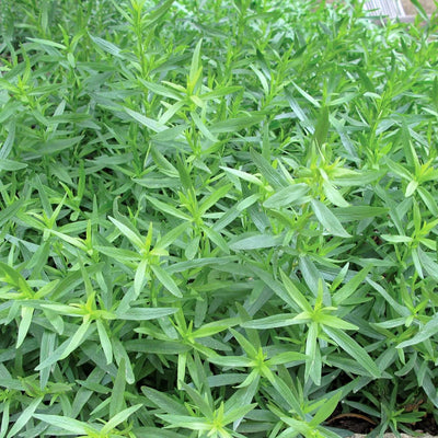 Set 3 French Tarragon Plants, 2-5 Inch Tall Tarragon Starter Plants, Live Herbs Plant for Garden