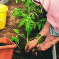 Tomato Plant Live 4 Inch Pot, Small Fruit Tomato Plant for Raised Beds, Patio Containers or Outdoor Growing, 4-6 Inches (Beefsteak Tomato)