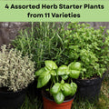 4 Assorted Herbs Plants, Mixed Herb Plants, Basil, Rosemary, Mint, Lemon Balm, and Other Varieties, 3-6" Live Herbs Collection for Indoors Outdoors Garden, Kitchen, Well Rooted, No Pot