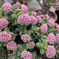 Crassula Springtime Live Planting Indoor, Rare Succulent Plant Fully Rooted in 2 Inc Pot