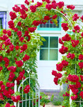Red Don Juan Climbing Rose Live Plant, Donjuan Rose Climber Bushes Shrubs, Starter Size, 4 to 10 Inc Tall