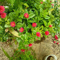 Red Aptenia Plant Live in 2'' Pot, Red Ice Plant Well Rooted 2-5'' Tall, 2 Plants Per Pot, Ready to Grow Outdoor