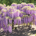 Purple Blue Wisteria Tree Live Plant, Violet Wisteria Live Plant, Wisteria Vine for Planting Outdoors, 2.5 Inch Pot