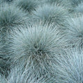 2 Blue Fescue Grass Plants Live for Planting, 4" Pot, Blue Fescue Ornamental Grass Live Plants Indoor Outdoor Garden