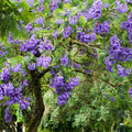 Blue Jacaranda Tree Live Plant 6-8 Inch Tall, Jacaranda Mimosifolia Flowering Plants Well Rooted