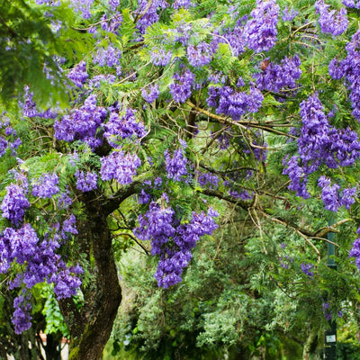 Blue Jacaranda Tree Live Plant 6-8 Inch Tall, Jacaranda Mimosifolia Flowering Plants Well Rooted