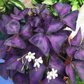 Purple Shamrock Plant in 4 Inch Pot - Purple Oxalis Triangularis Houseplant, Decorative Indoor Foliage Plants - Easy Care Oxalis Plant for Garden