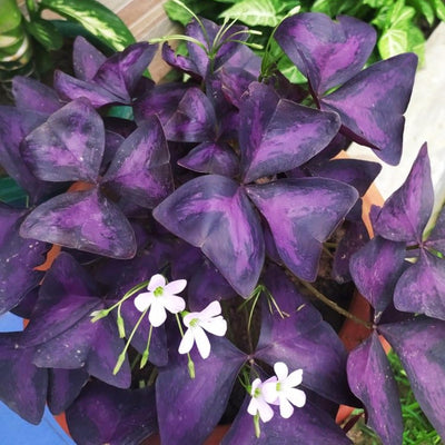 Purple Shamrock Plant in 4 Inch Pot - Purple Oxalis Triangularis Houseplant, Decorative Indoor Foliage Plants - Easy Care Oxalis Plant for Garden