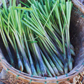 6 Lemon Grass Live Plants Stalks, Lemongrass Plant, Perennial Herb Plants, Well Rooted Between 5 and 7 inches Long