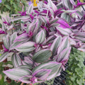 Pink Wandering Jew Live Plant, Pink Tradescantia Nanouk Variegated Wandering Jew Plant, Rare Nanouk Pink Wandering Jew Plant 2 Inch Pot, Pink Wandering Jew Plant Live Houseplants Indoor