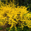 Forsythia Plant Live, Lynwood Forsythia Bush Live Plant in 4 Inches Pot, Yellow Flowering Shrub for Outdoor Garden, 4 to 7 Inches Tall
