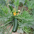 Zucchini Squash Plant Live 4'' Pot, Starter Vegetable Plant for Garden Planting, Outdoor Plant for Backyard, Raised Beds or Patio Containers