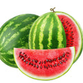 2 Watermelon Plants Live, Sweet Fruit Plant, 4 to 6 Inc Tall, Live Watermelon Plant Pot